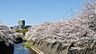 周辺：引地川沿い　桜並木まで786m、春には引地川沿いに桜が満開に咲きます。