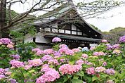 本土寺（あじさい寺）まで1076m