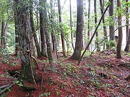 物件画像 鳴沢ジラゴンノ土地