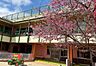 周辺：認定こども園 第一幼稚園まで494m