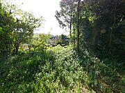 敷地内の写真です。広々275坪の土地です。
