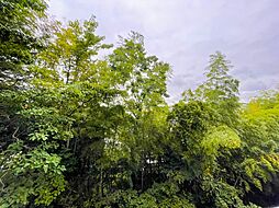 [周辺] 木々の緑がまぶしい、豊かな緑と静寂。ずっと見ていたいと思わせてくれる景色。（2022年10月撮影）