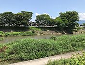 芹川の桜が」きれいです