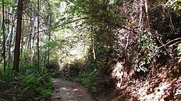 物件画像 1123番 山武市野堀 土地341坪 山林です。